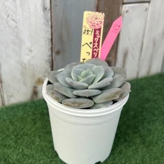 �ߥå����٥ꥢ   �ڤä��󡡸�ʪ����