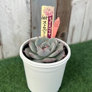 ߥå٥ꥢ   ȥ٥꡼ߥ륯饦󡡸ʪ