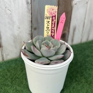 �ߥå����٥ꥢ   ���ȥ��٥꡼�ߥ륯���饦�󡡸�ʪ����