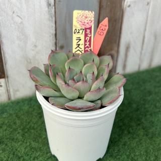 �ߥå����٥ꥢ���饺�٥꡼���꡼������ʪ����