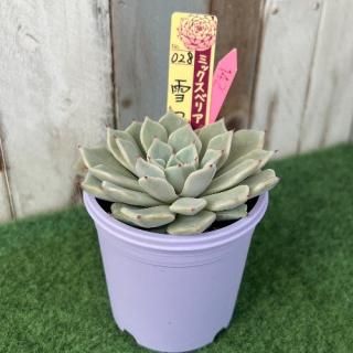 ߥå٥ꥢ   Ĥܤߡʪ