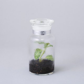 BOTTLE by BOTANIST 500ml FITTONIA. A.G