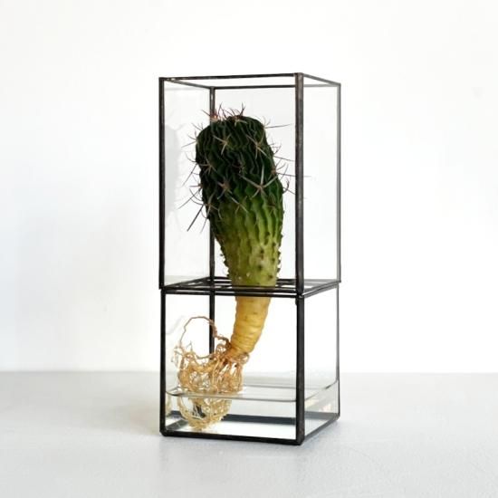 10¹² TERRA / Hydro 80 Series + Plants (紺碧玉) - NICK WHITE 10¹² TERRA / Hydro 80 Series + Plants (紺碧玉) - NICK WHITE