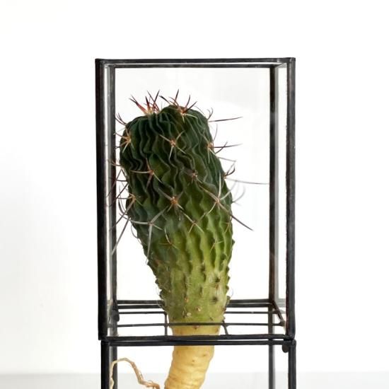 10¹² TERRA / Hydro 80 Series + Plants (紺碧玉) - NICK WHITE 10¹² TERRA / Hydro 80 Series + Plants (紺碧玉) - NICK WHITE