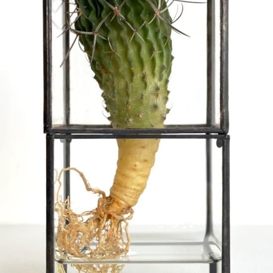 10¹² TERRA / Hydro 80 Series + Plants (紺碧玉) - NICK WHITE 10¹² TERRA / Hydro 80 Series + Plants (紺碧玉) - NICK WHITE
