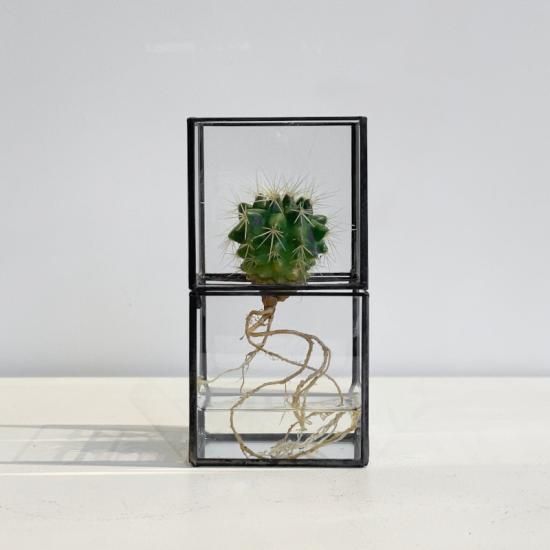 10¹² terra hydro 水耕栽培 ケース 10¹² TERRA / Hydro 80 Series + Plants (金鯱) - NICK WHITE