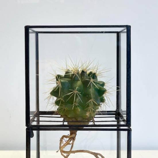 10¹² TERRA / Hydro 80 Series + Plants (金鯱) - NICK WHITE