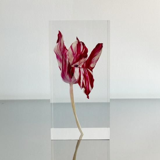 T*u様 【希少品】THE TULIP COMPLETE 1976 チューリップ THE TULIP COMPLETE 1976 チューリッブがおるけん、博多たい