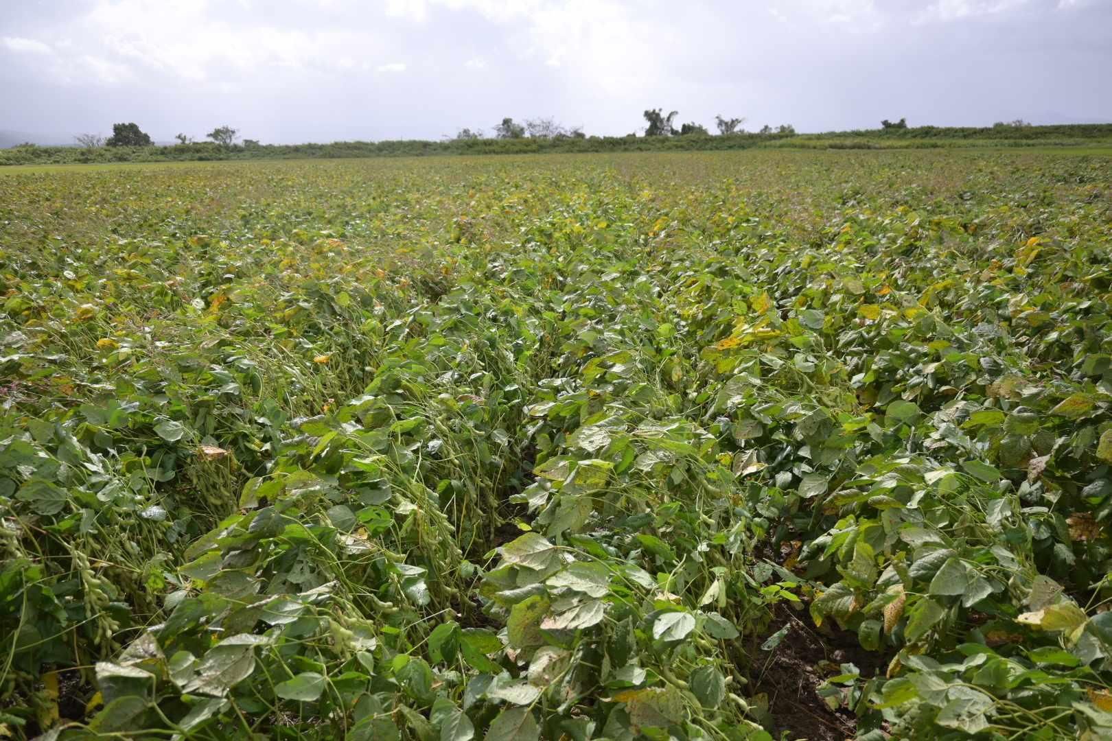 山形県産里のほほえみ大豆|自然栽培|通販| - 築地の豆屋三栄商会 山形県産里のほほえみ大豆|自然栽培|通販| - 築地の豆屋三栄商会