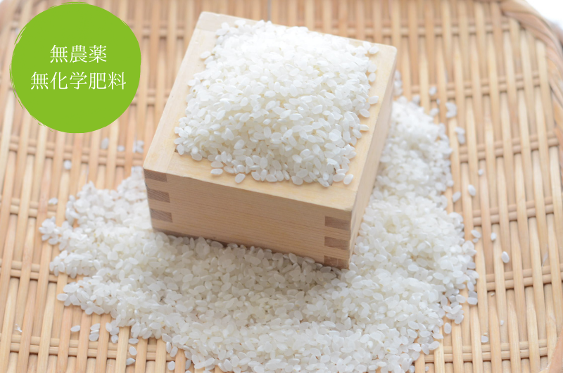 無農薬無化学肥料熊本県産白米【七城米 ひのひかり】販売 - 築地の豆屋