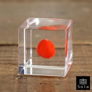 -sola- Sola cube 磻롼