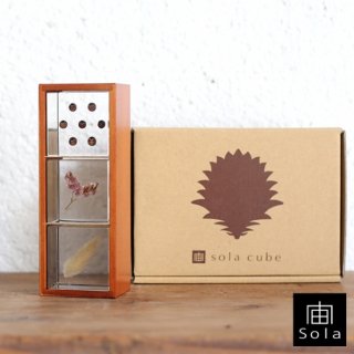 宙-sola- ソラ sola cube 3個セット（木箱付き） Aセット （フウセンカズラ・サマーチェリー・ウサギノオ）