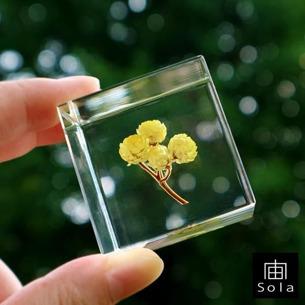 宙 Sola Sola Cube イモーテル Lizm 宙 Sola Sola Cube イモーテル Lizm