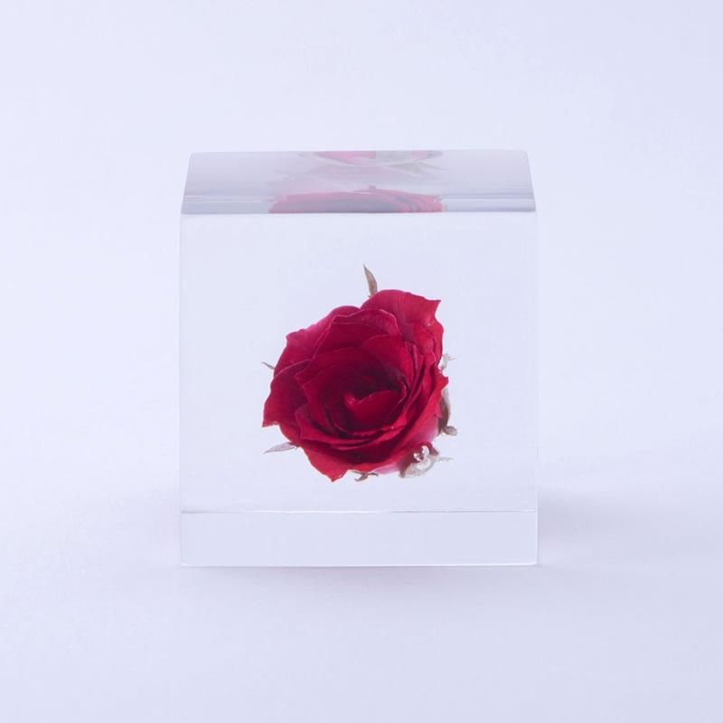 宙 Sola Sola Cube バラ 薔薇 Lizm