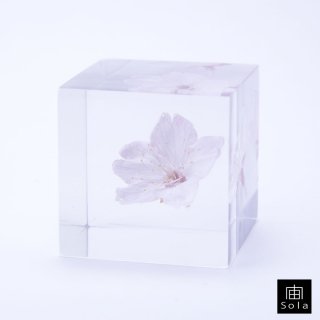 【2022年】宙-sola- Sola cube サクラ（オオカンザクラ） さくら 桜
