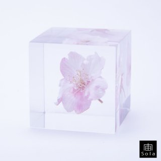 【2022年】宙-sola- Sola cube サクラ（カワヅザクラ） さくら 桜