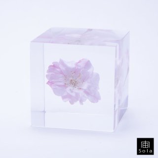 【2023年】宙-sola- Sola cube サクラ（ヤエベニシダレ） さくら 桜