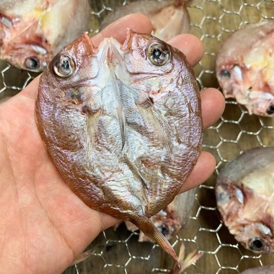 春子鯛の干物 兵庫県明石浦 かすごだい ひもの万宝オンラインショップ 春子鯛の干物 兵庫県明石浦 かすごだい ひもの万宝オンラインショップ