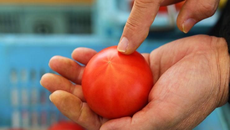 厳選された濱田さんちの高糖度とまと