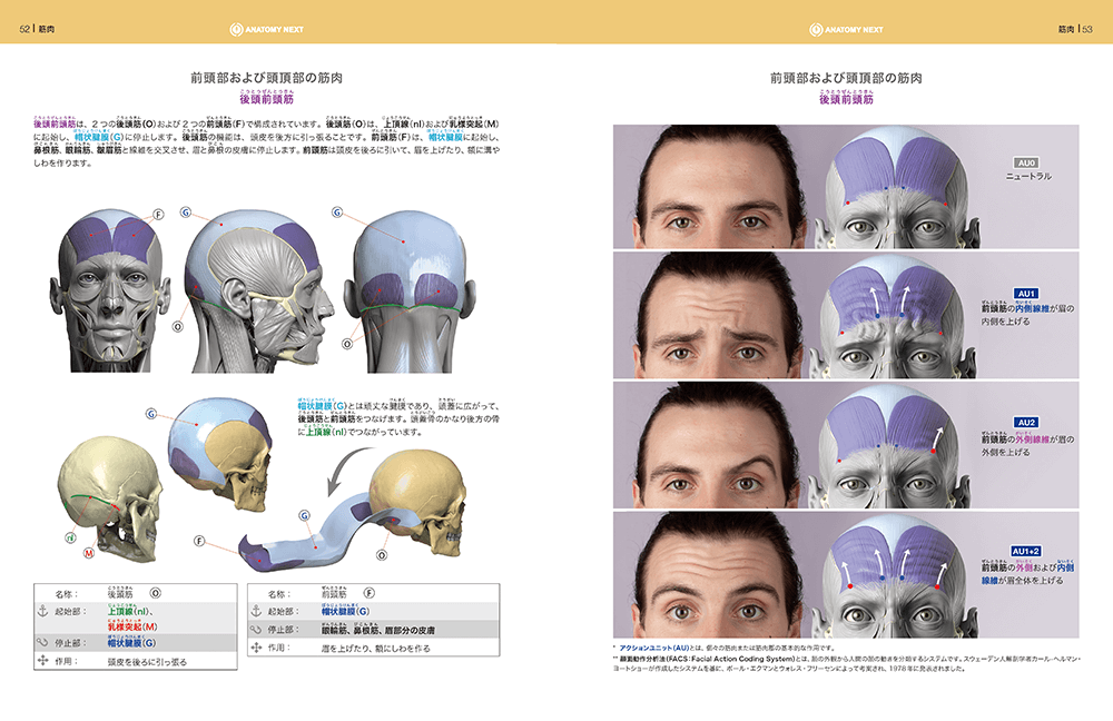 Amazon.co.jp: スカルプターのための美術解剖学 2 表情編 eBook