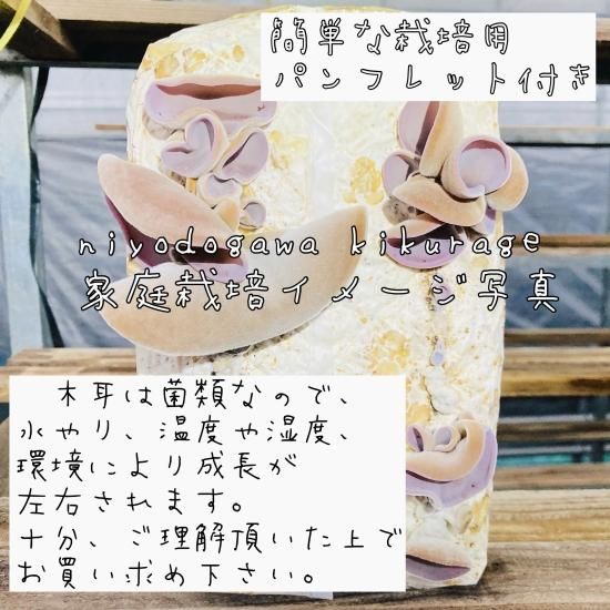 6/5までの限定販売】きくらげ栽培ブロック | 菌床 - 高知県産仁