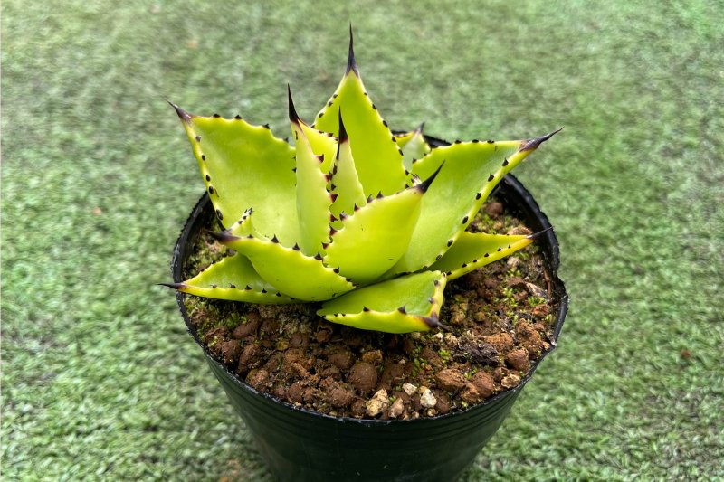 Agave chiapensis ڥ󥷥