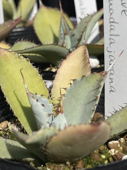 Agave guadalajarana アガベ グアダラハラナ 1株 - アグリューム