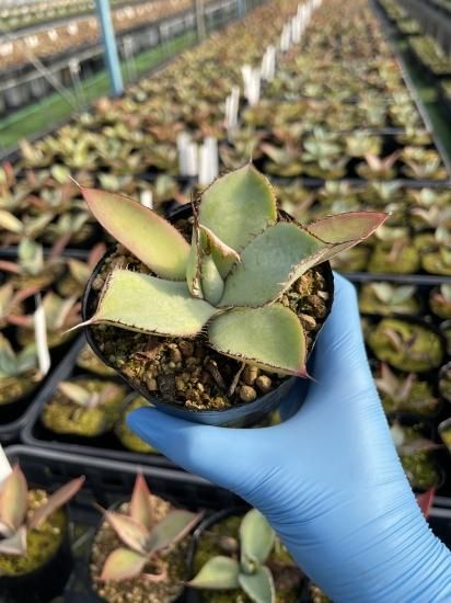 Agave guadalajarana アガベ グアダラハラナ 1株 - アグリューム