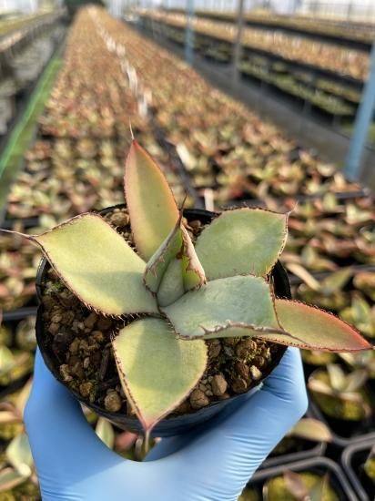 Agave guadalajarana アガベ グアダラハラナ 1株 - アグリューム