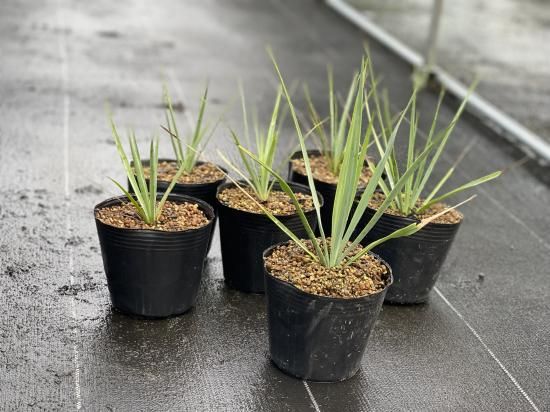 Yucca rigida ユッカ リギダ 1株 - アグリューム Yucca rigida ユッカ リギダ 1株 - アグリューム