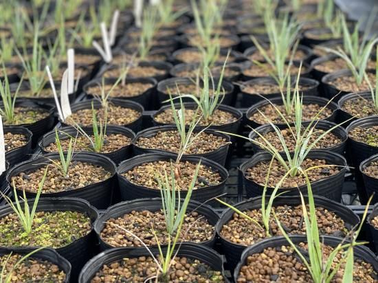 Yucca rigida ユッカ リギダ 1株 - アグリューム Yucca rigida ユッカ リギダ 1株 - アグリューム