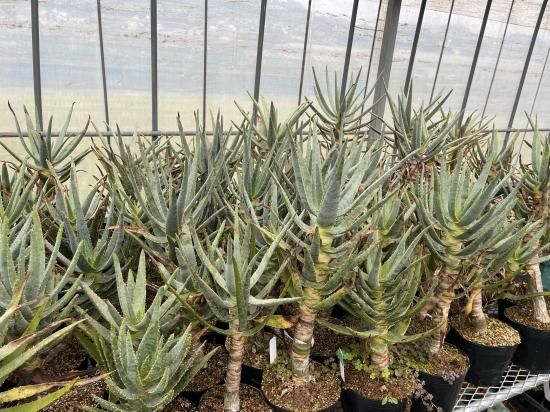 Aloidendron dichotomum アロエ ディコトマ 1株 - アグリューム