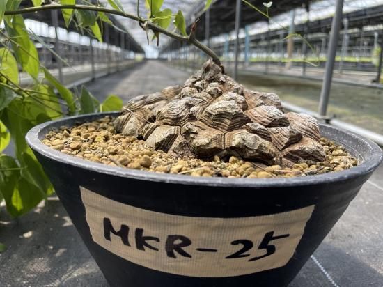 Dioscorea Mexicana メキシコ亀甲竜 (個体番号MKR-25 Dioscorea Mexicana メキシコ亀甲竜 (個体番号MKR-25