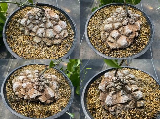 Dioscorea Mexicana メキシコ亀甲竜 (個体番号MKR-25 Dioscorea Mexicana メキシコ亀甲竜 (個体番号MKR-25