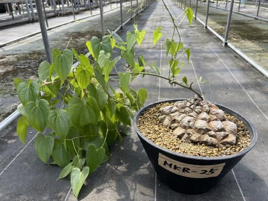 Dioscorea Mexicana メキシコ亀甲竜 (個体番号MKR-25 Dioscorea Mexicana メキシコ亀甲竜 (個体番号MKR-25