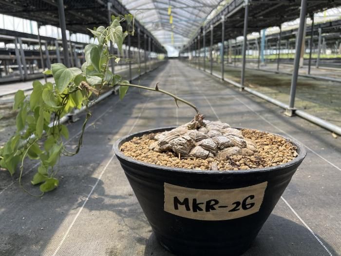 Dioscorea Mexicana メキシコ亀甲竜 (個体番号MKR-26 Dioscorea Mexicana メキシコ亀甲竜 (個体番号MKR-26