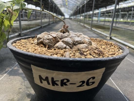 Dioscorea Mexicana メキシコ亀甲竜 (個体番号MKR-26 Dioscorea Mexicana メキシコ亀甲竜 (個体番号MKR-26