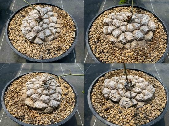 Dioscorea Mexicana メキシコ亀甲竜 (個体番号MKR-26 Dioscorea Mexicana メキシコ亀甲竜 (個体番号MKR-26