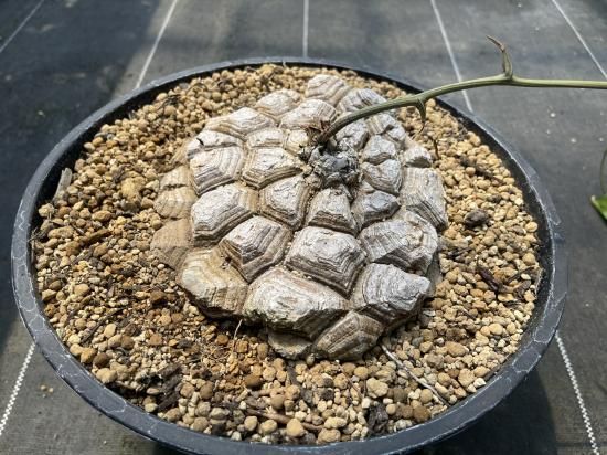 Dioscorea Mexicana メキシコ亀甲竜 (個体番号MKR-26 Dioscorea Mexicana メキシコ亀甲竜 (個体番号MKR-26
