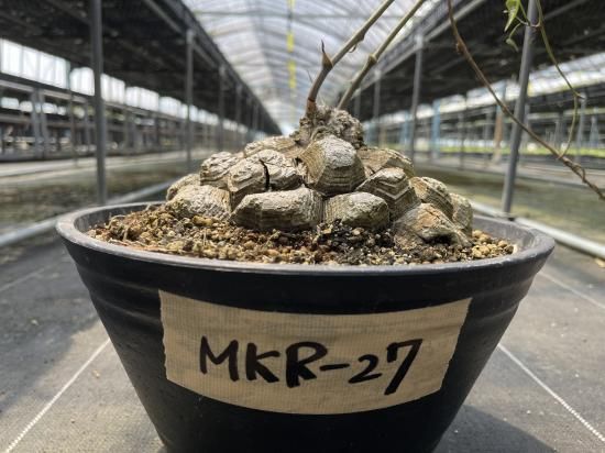 Dioscorea Mexicana メキシコ亀甲竜 (個体番号MKR-27 Dioscorea Mexicana メキシコ亀甲竜 (個体番号MKR-27