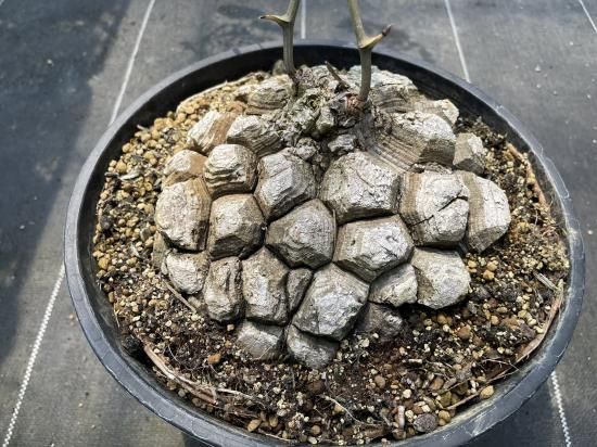 Dioscorea Mexicana メキシコ亀甲竜 （個体番号MKR-27