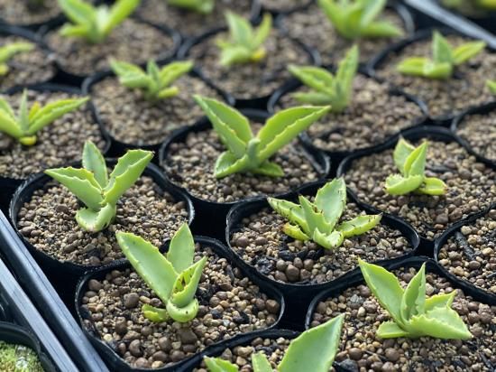 Agave sp pilon kuba アガベ sp. ピロン クバ 1株 - アグリューム
