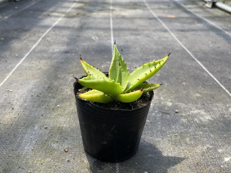 Agave アガベ