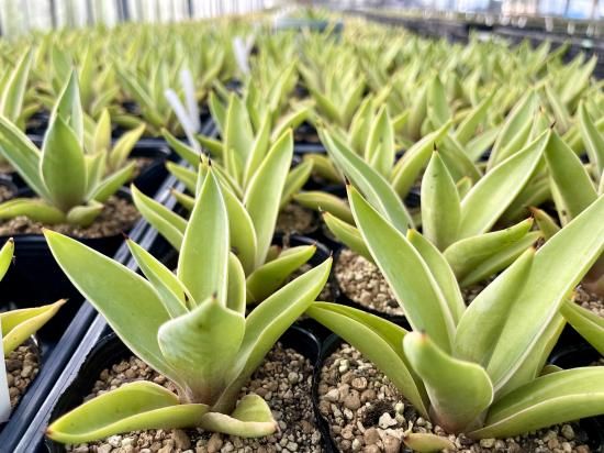 Agave desmettiana アガベ ベネズエラ 1株 - アグリューム