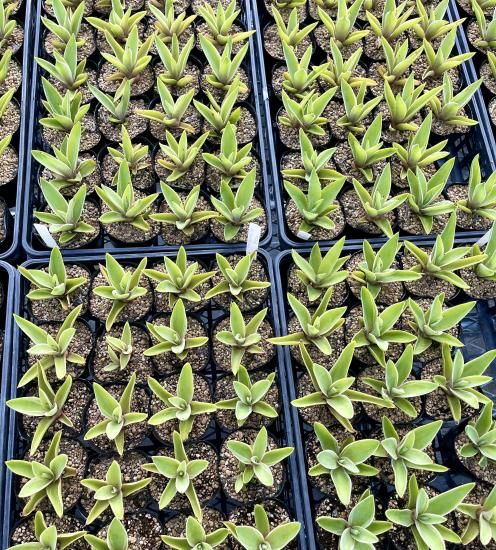 Agave desmettiana アガベ ベネズエラ 1株 - アグリューム