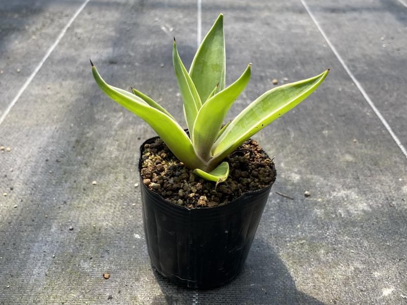 新品Mサイズ kaitlynSepia Agave Amazon.com: Keeplush 3ft Artificial Spiked Agave Plant, 36
