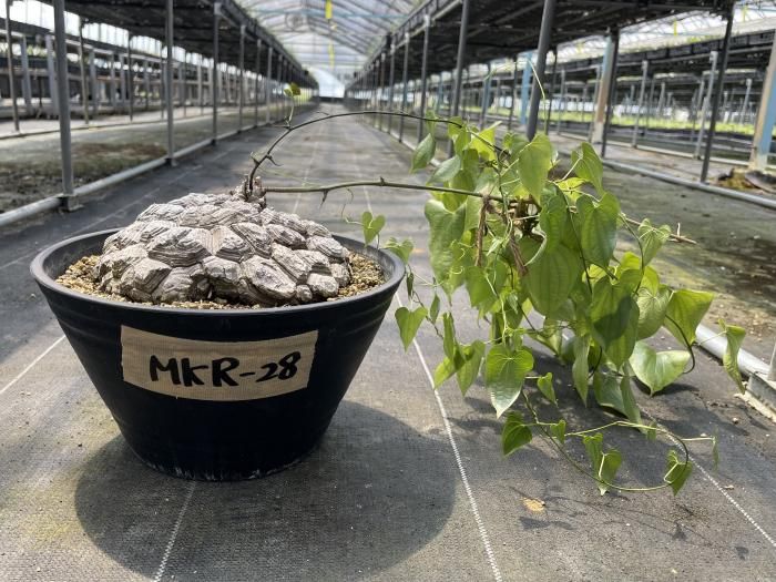 Dioscorea Mexicana メキシコ亀甲竜 (個体番号MKR-28 Dioscorea Mexicana メキシコ亀甲竜 (個体番号MKR-28