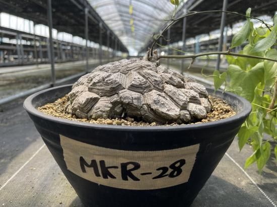 Dioscorea Mexicana メキシコ亀甲竜 (個体番号MKR-28 Dioscorea Mexicana メキシコ亀甲竜 (個体番号MKR-28