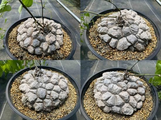 Dioscorea Mexicana メキシコ亀甲竜 (個体番号MKR-28 Dioscorea Mexicana メキシコ亀甲竜 (個体番号MKR-28