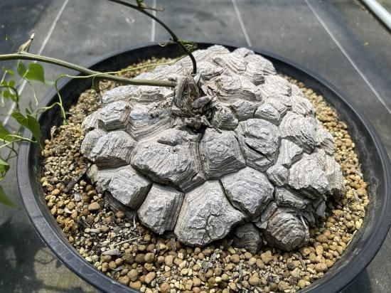 Dioscorea Mexicana メキシコ亀甲竜 (個体番号MKR-28 Dioscorea Mexicana メキシコ亀甲竜 (個体番号MKR-28